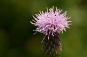 Cirsium_arv