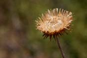 Cirsium_neom