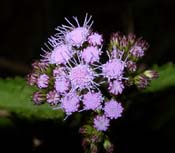 Eupatorium_coel