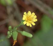 Hieracium_gro