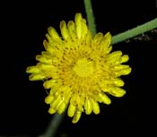 Sonchus_asp