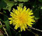 Taraxacum_of