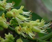 Aesculus_glab