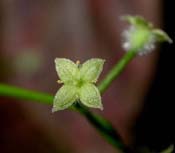 Galium_triflor